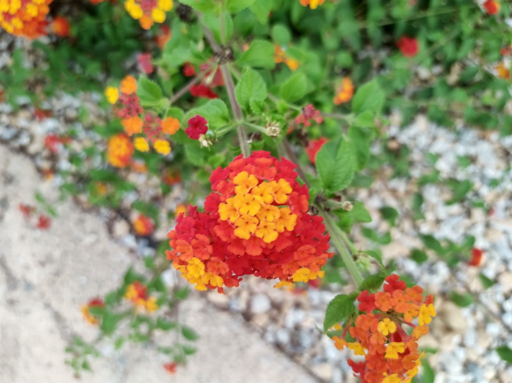 No s'ha trobat l'arxiu